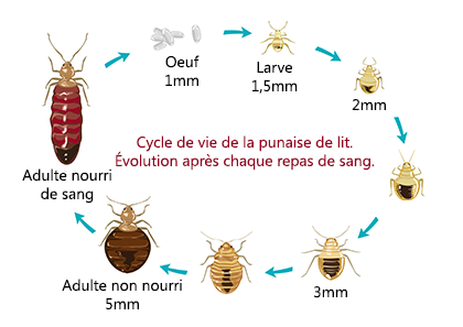 Cycle de vie de la punaise de lit